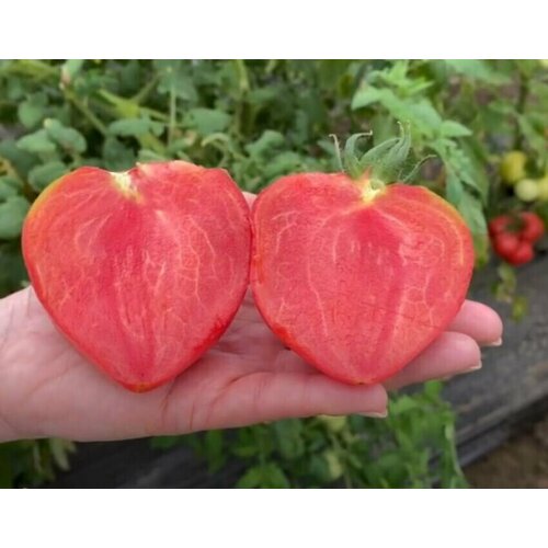 ������ ������ ������������� ������ ������ ���� �������� ����