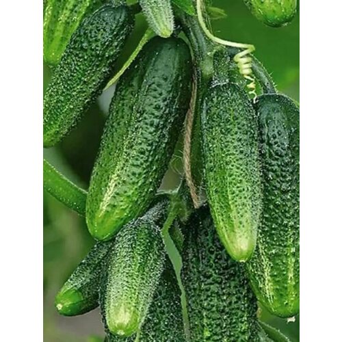 ������ ������ ������������� ������ ������ ������� ������ F1 ����