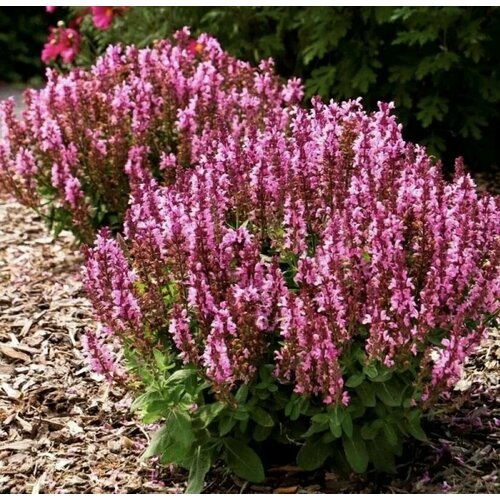 ������ ������ ������ ������ ��������� New Dimensions rose ����