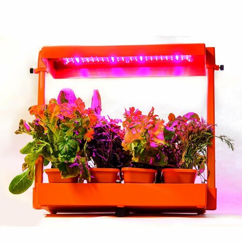 ������ ������ ���� ������ �������, ���������, ��� ��������, �������, ��������� ����