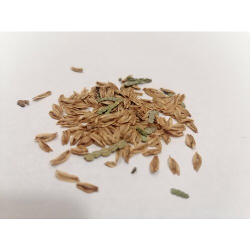 ������ ������ ��� �������� �������, ������ 100 ��, ������ ���� �������� 2024, � ��������� ����������� ����