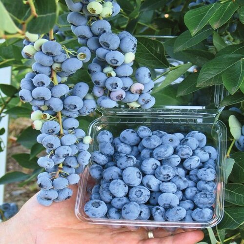 ������ ������ �������� ������� (������������) 2-� �����, � ������ 30-40 �� ����