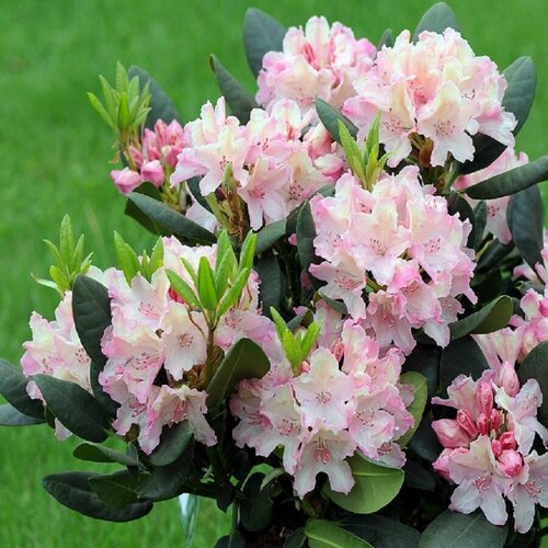 ������ ������ ������, ����������� ��������������, ������ ����