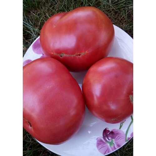 ������ ������ ������������� ������ ������ �������� ����