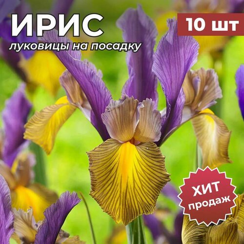 ������ ������ ���� �����������/�������� ����� �� ������� 