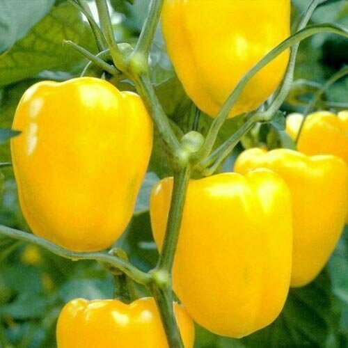 ������ ������ ������������� ������ ����� �������� ������ ����