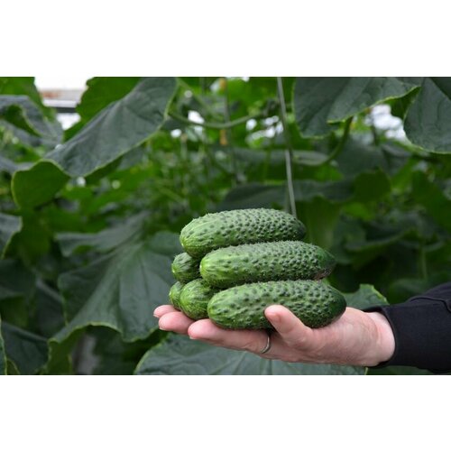 ������ ������ ������ ������ �� 4097 �� F1 25 ��, Seminis ����