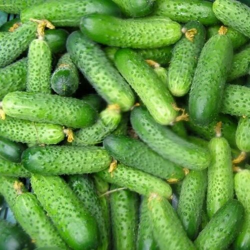 ������ ������ ������������� ������ ������ ������� F1 ����