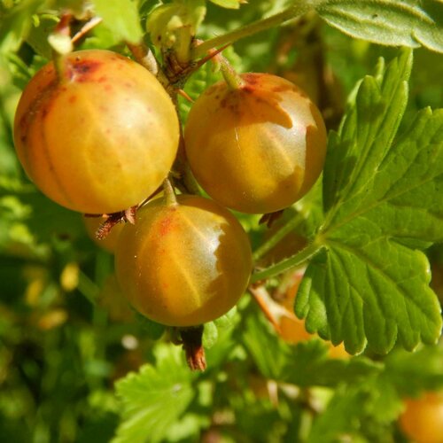 ������ ������ ������� ��������� ������� (������, �������) ( 3 ���� , �5 , 40-60 �� ) ����