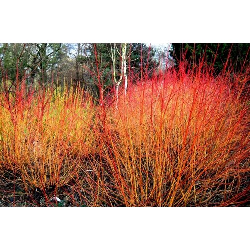 ������ ������ ������� ��� ����� ��������� ( 3-4 ���� , �7,5 , 125-150 �� ) ����