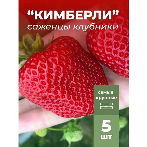 ������ ������ �������� ����� ������������� �������� �������/��������� �������� 5 �� ����