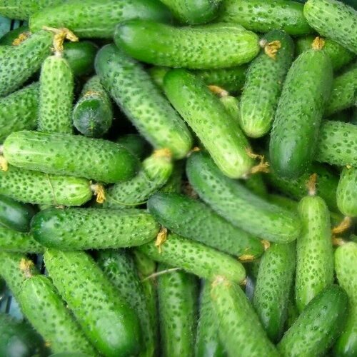 ������ ������ ������������� ������ ������ F1 �������� ����