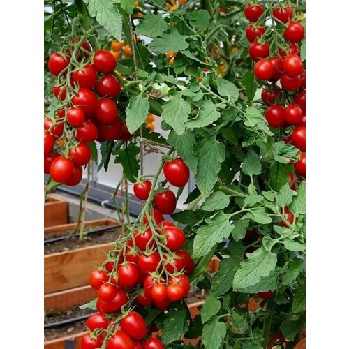 ������ ������ ������ ����� ����� ��������� ����, 10 ���� ����