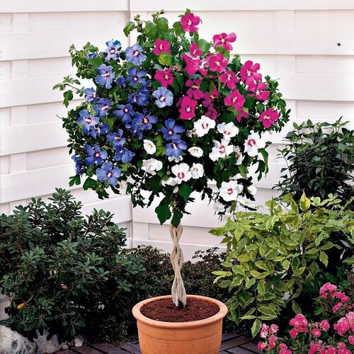 ������ ������ �������� ��������� ���� ������, ������ ����