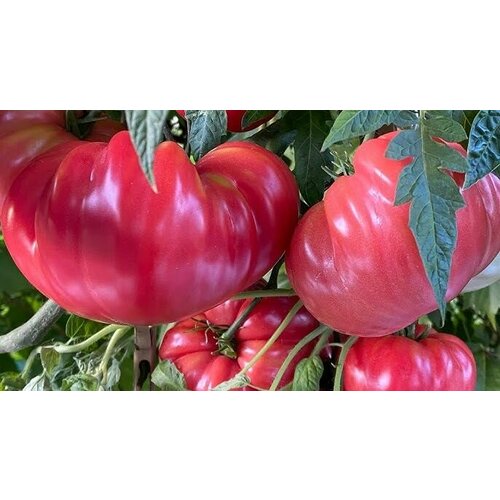 ������ ������ ������������� ������ ������ ��������� �������� ����