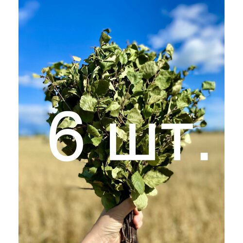 ������ ������ ����� ��������� ��� ���� 6 ��. (���� 2024, ��������) ����