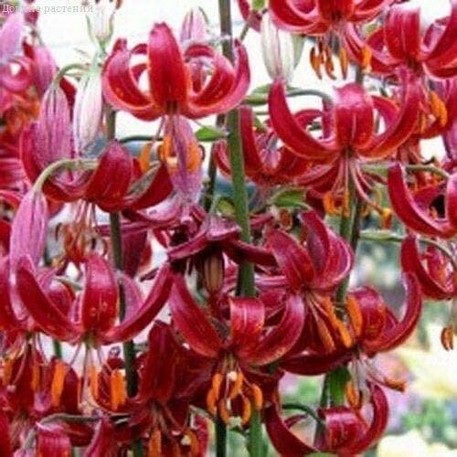 ������ ������ ����� ������ ����� (� ������) (1 �������� � ������ p9). Holland Bulbs (���������) ����