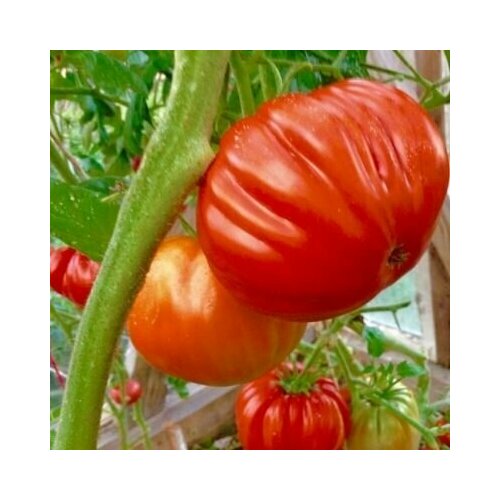 ������ ������ ������������� ������ ������ ��� ����