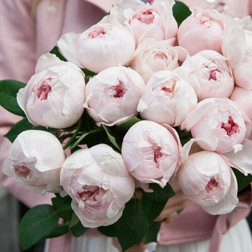������ ������ ���� ���������� ����� ���� (Peony Pink) / 2 ��, ����������� ���� ����