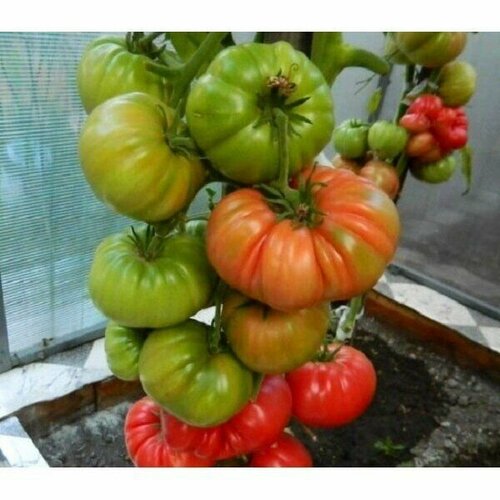 ������ ������ ������������� ������ ������ ������� ���������� ����