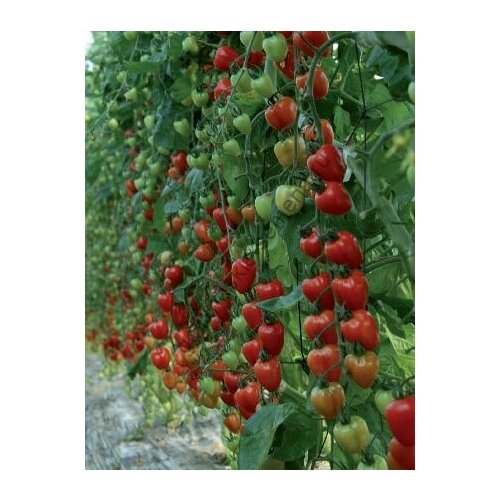 ������ ������ ������������� ������ ������ ��������� ����