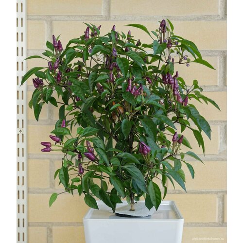 ������ ������ ������ ����� Explosive Ember (5 ����) ������������, ��������� ���� ����