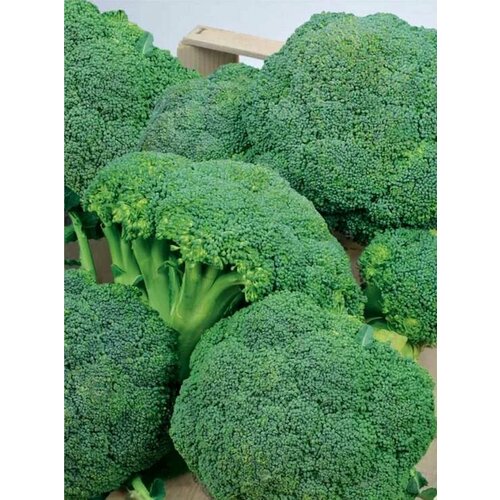 ������ ������ ������������� ������ ������� �������� ������ F1 ����