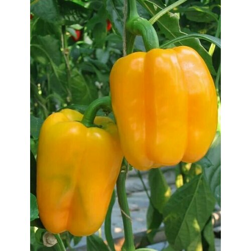 ������ ������ ������������� ������ ����� �������� F1 ��������� ����