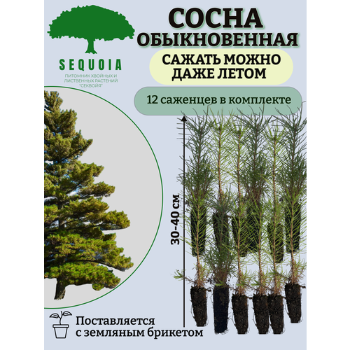 ������ ������ ����� ������������ 12 �������� ����