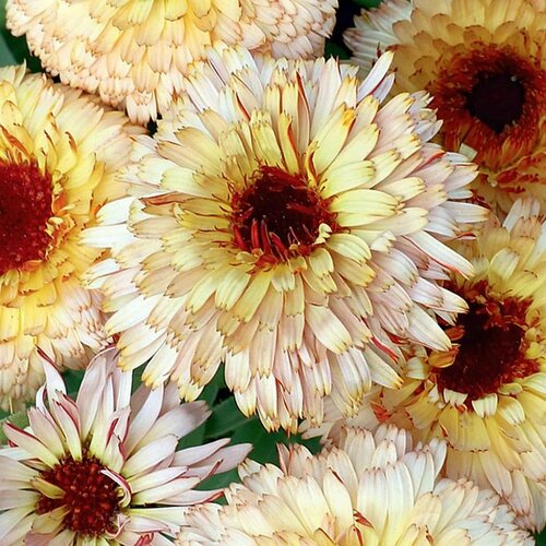 ������ ������ ��������� �������� ������� 0.2 ������ ����� ������� ������ ����