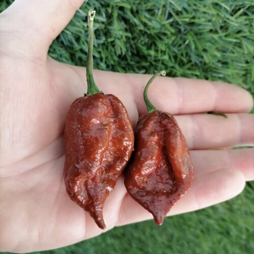 ������ ������ ������ ������ ����� ������ Carolina Reaper Chocolate 5 �� ����