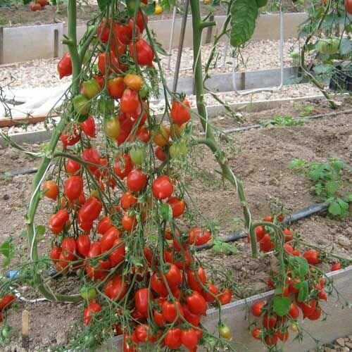 ������ ������ ������������� ������ ������ ����������� ������� ����