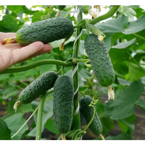 ������ ������ ������������� ������ ������ ������� F1 ����