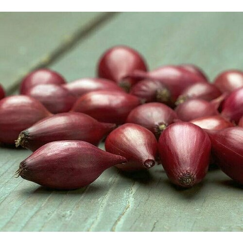 ������ ������ ������������� ������ ���� ����� �������� ����