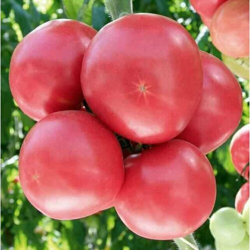 ������ ������ ������������� ������ ������ ���� ����