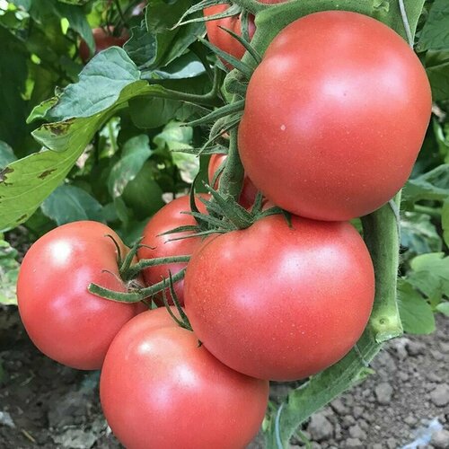 ������ ������ ������������� ������ ������ ���� �������� �������- ������������ ����