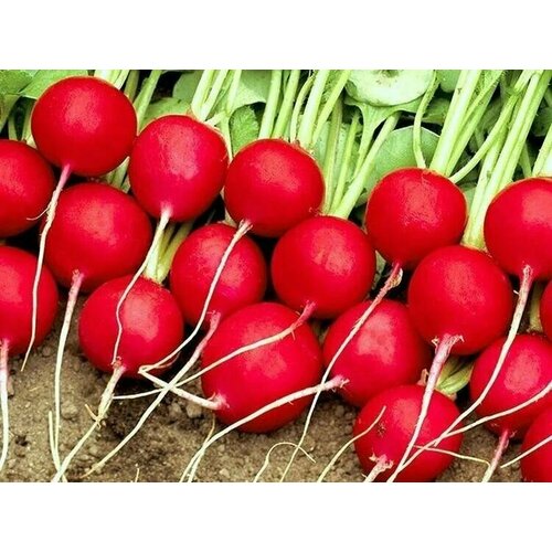 ������ ������ ������������� ������ ������ ������� F1 ����