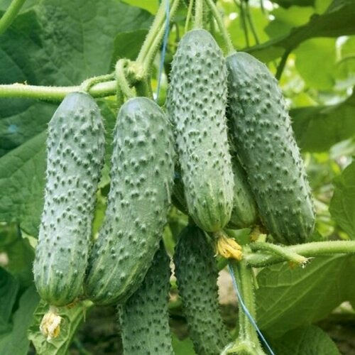 ������ ������ ������������� ������ ������ ������� ����� F1 ����