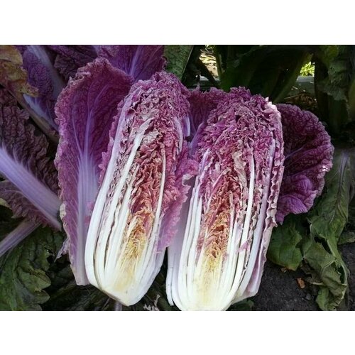 ������ ������ ������������� ������ ������� ��������� ��������� ����� F1 ����