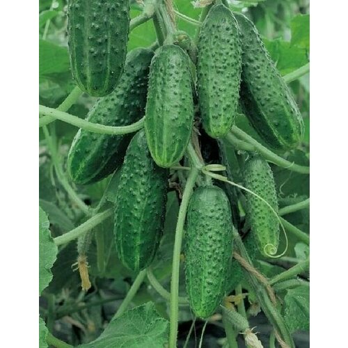 ������ ������ ������������� ������ ������ ������� ������ F1 ����