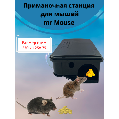   Mr. Mouse     