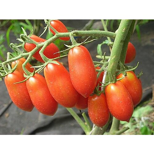 ������ ������ ������������� ������ ������ ��� ������� ����