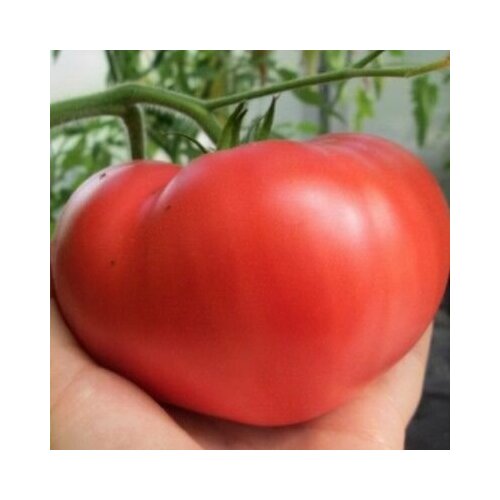 ������ ������ ������������� ������ ������ ����������� �������� ������ ����