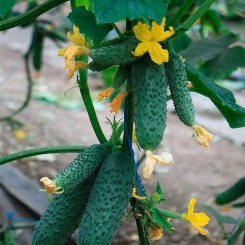 ������ ������ ������������� ������ ������ ������ F1 ����