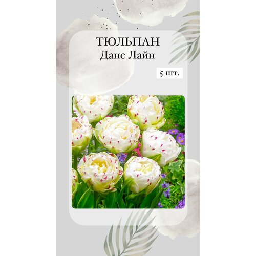 ������ ������ ��������, ���������� ����� 5 �� ����