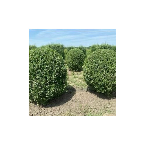 ������ ������ ������ ��� ������������ 20 ���� ����