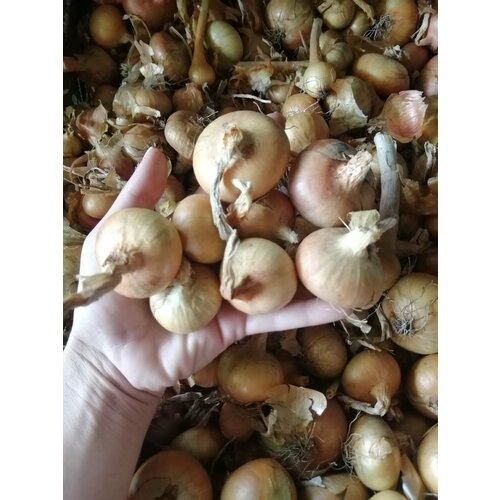 ������ ������ ��� �������� ������/�������� 250��. ����