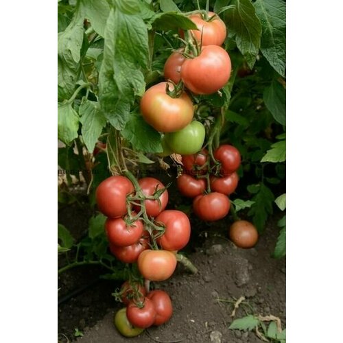 ������ ������ ������������� ������ ������ ������ ����