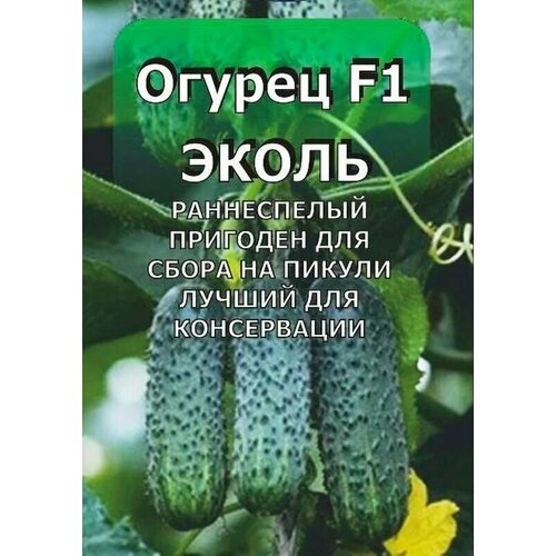 ������ ������ ������������� ������ ������ ����� F1 ����