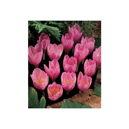 ������ ������ ������ ������� (��������������), 10 ��. ����